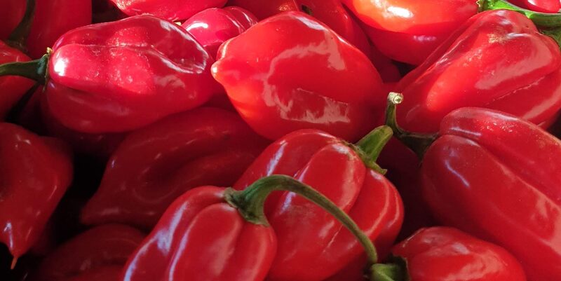 A crate of glossy red scotch bonnet peppers