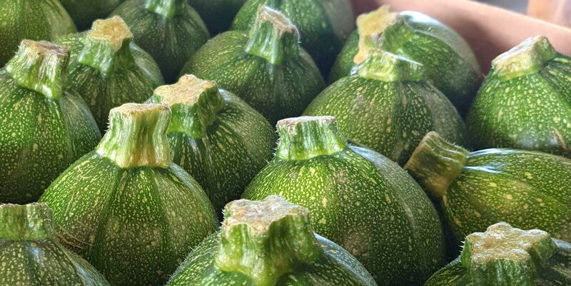 Round courgettes packed in rows in a trade box